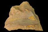 Cretaceous Fossil Leaf (Daphnophyllum) - Kansas #143479-1